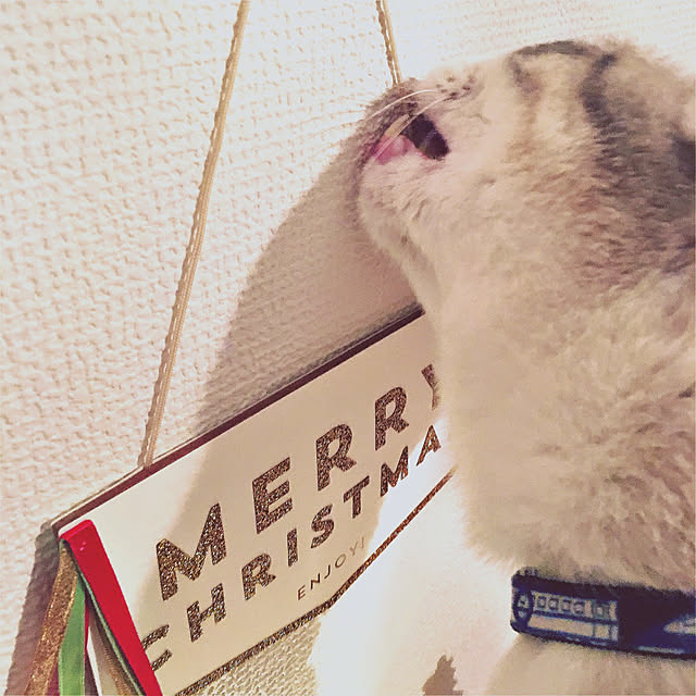 Fukafkaさんの実例写真
