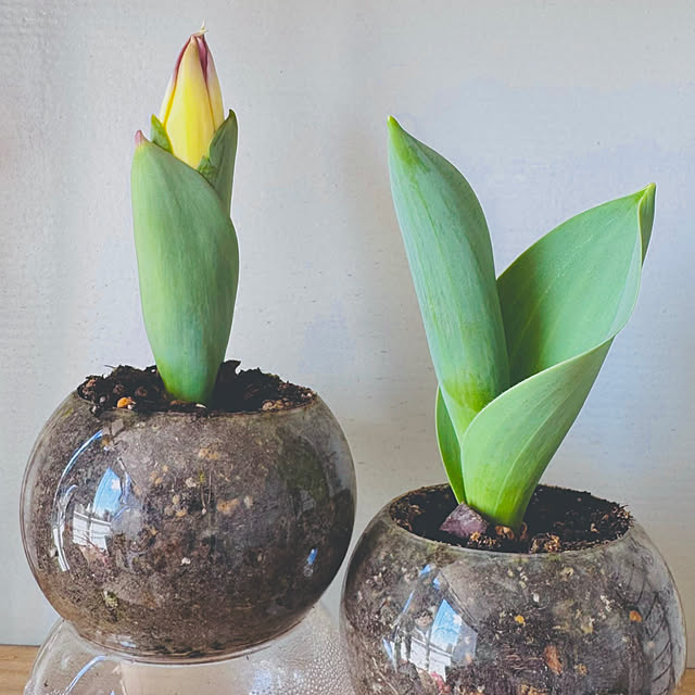 hamahamaさんの実例写真