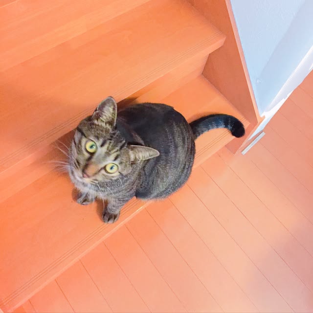 nyan.73さんの実例写真