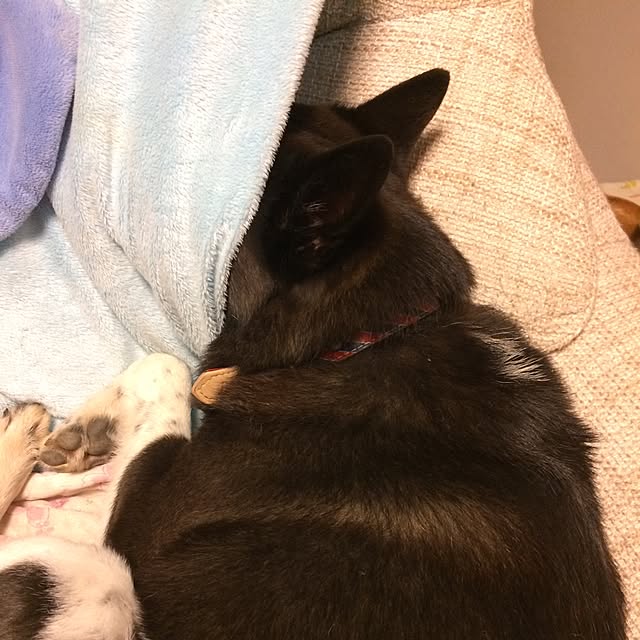 michaさんの実例写真