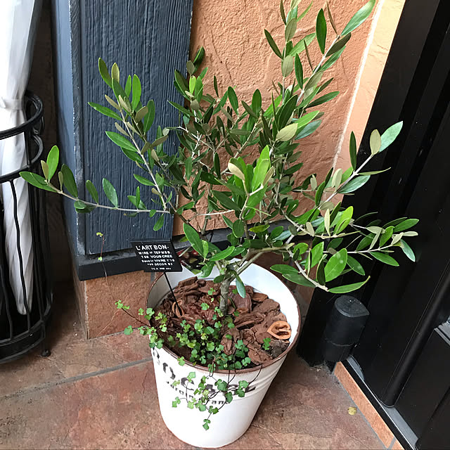 観葉植物/玄関/入り口のインテリア実例 - 2019-03-11 22:41:31
