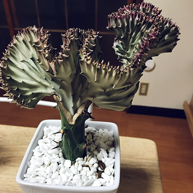 Mikaさんの実例写真