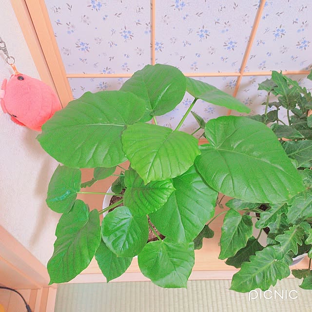 Miyumamaさんの部屋