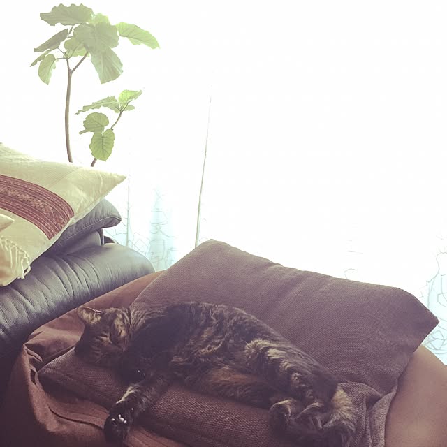 kouさんの実例写真
