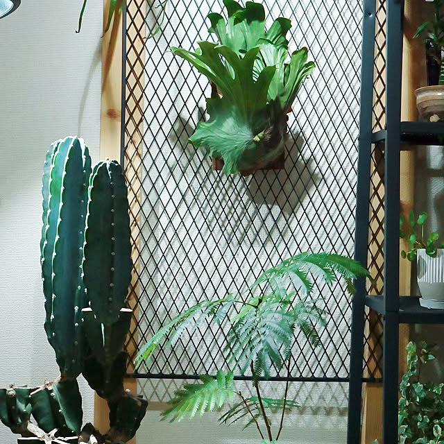 観葉植物 窓際ディスプレイのおすすめ商品とおしゃれな実例 観葉植物 窓際ディスプレイのおすすめ商品とおしゃれな実例