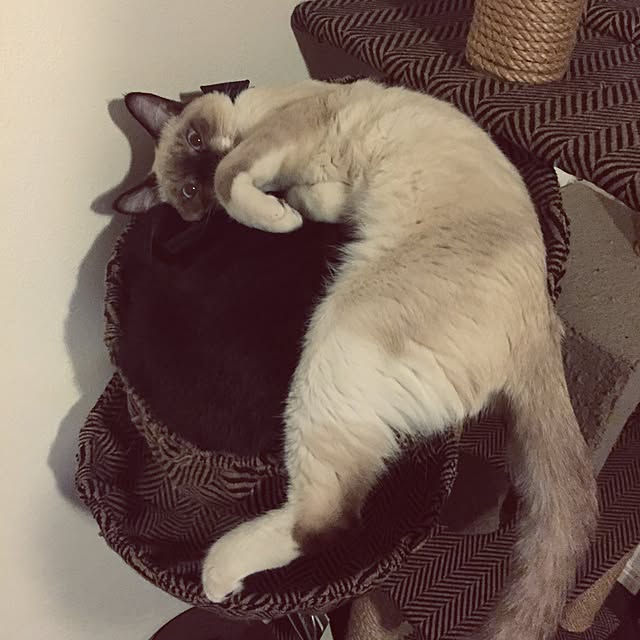 momocoさんの実例写真