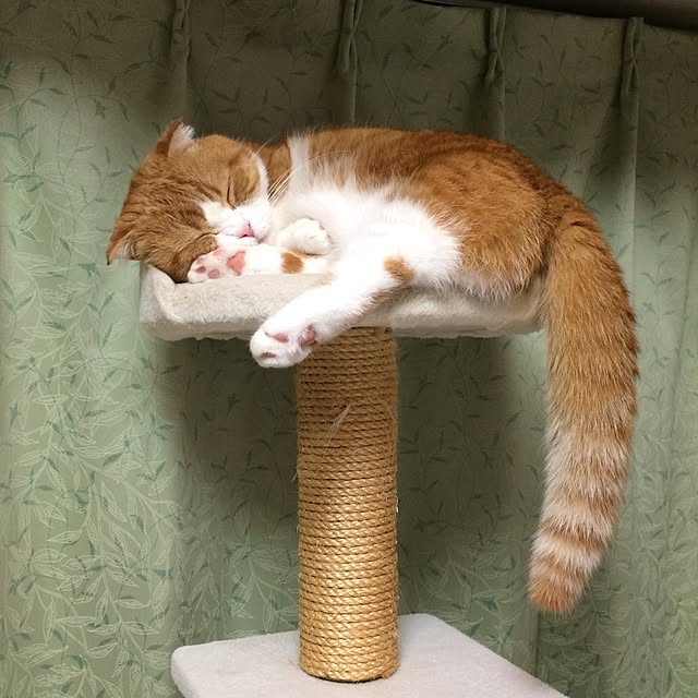 chirurunさんの実例写真