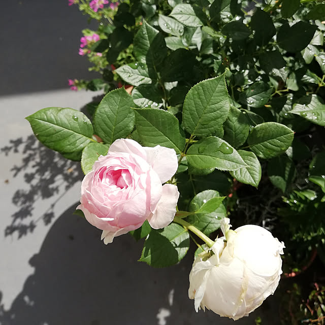 Centaureaさんの実例写真