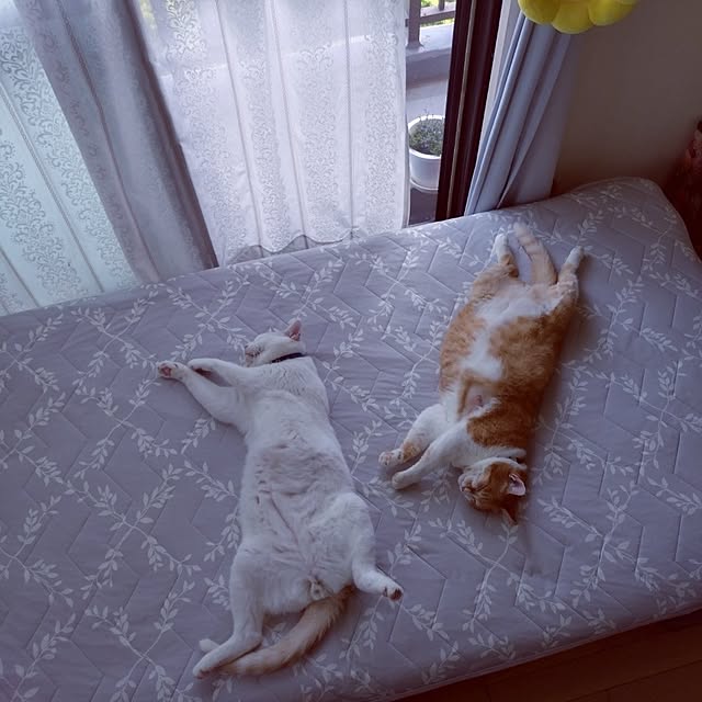 NOAHさんの部屋