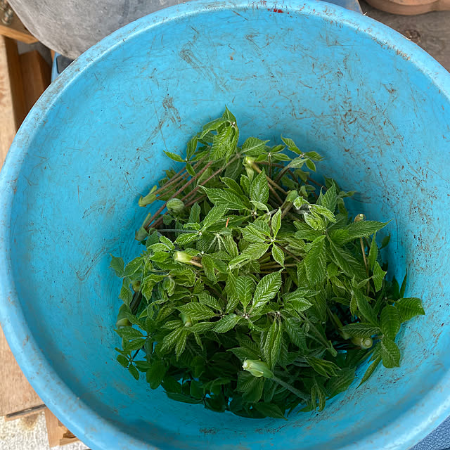sukkorobiさんの部屋