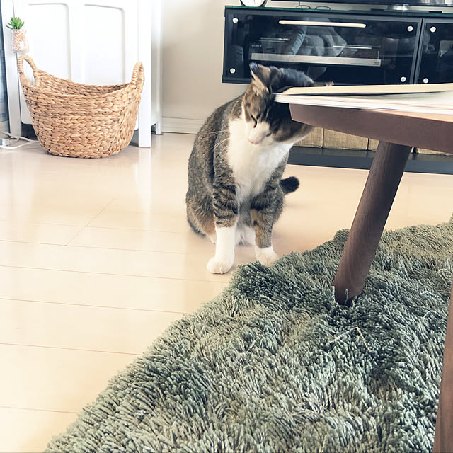 nekomiさんの実例写真