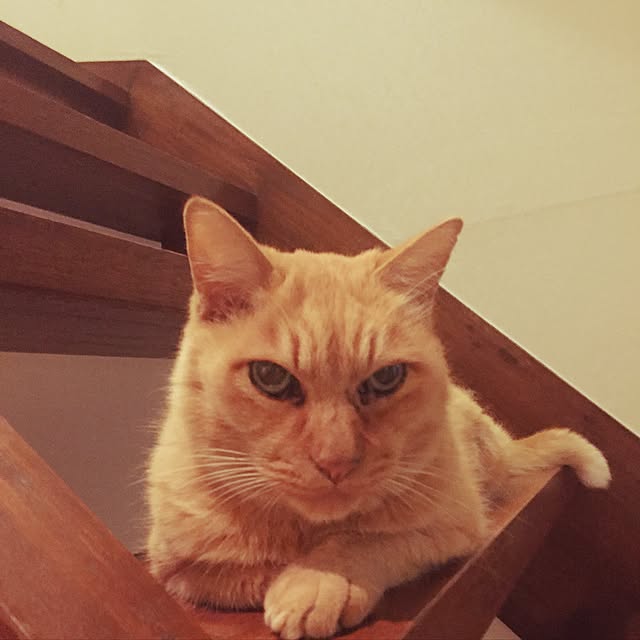 kumiさんの実例写真