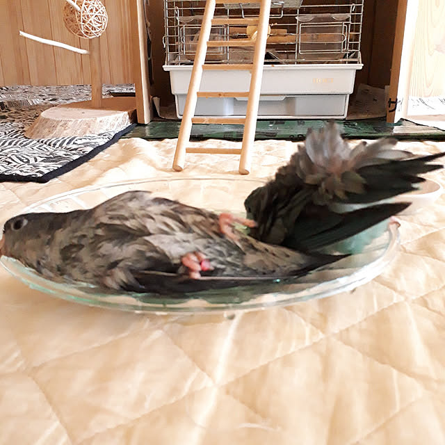 kazuraさんの実例写真