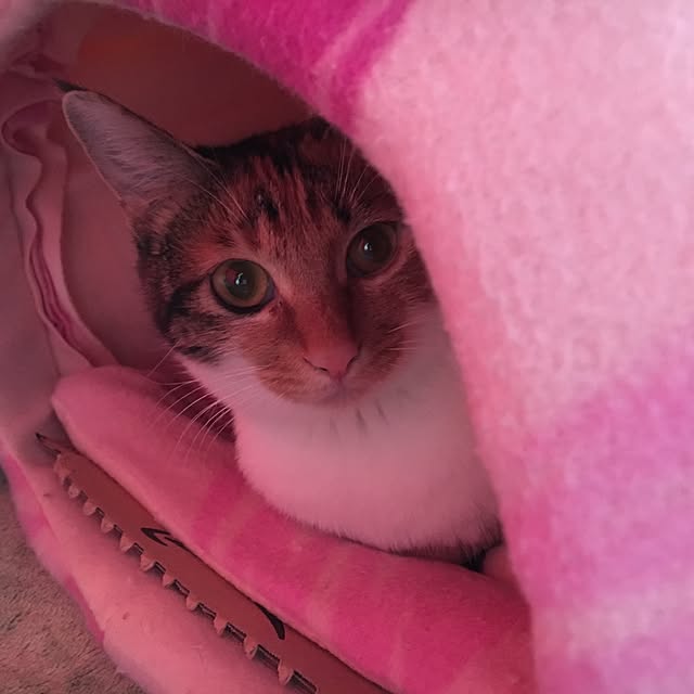 miyabiさんの実例写真