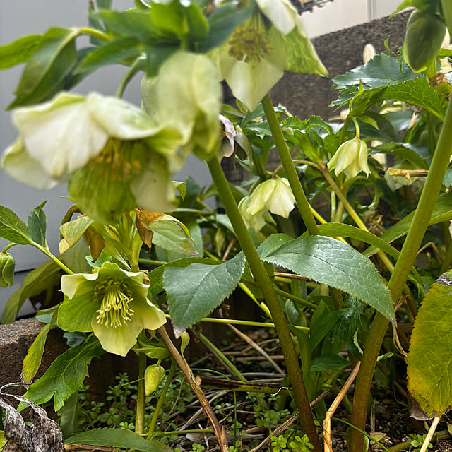 chIoeさんの部屋