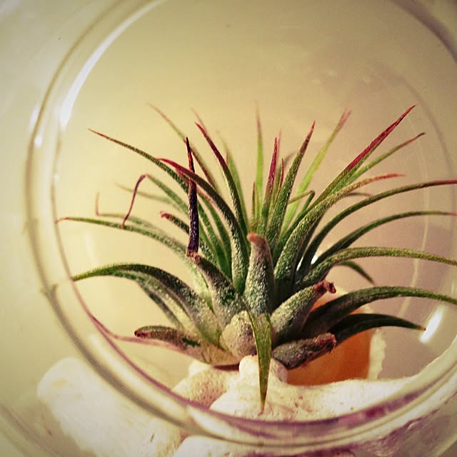 バス/トイレ/植物/観葉植物/雑貨/セリアのインテリア実例 - 2015-03-29 19:27:50