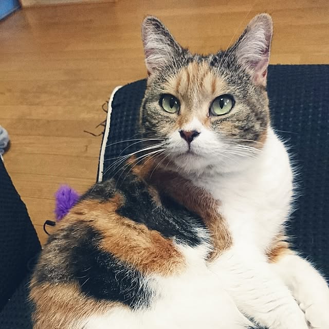 yukieさんの実例写真