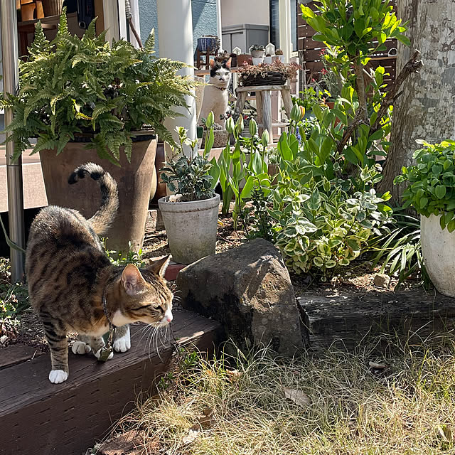 nobikoさんの部屋