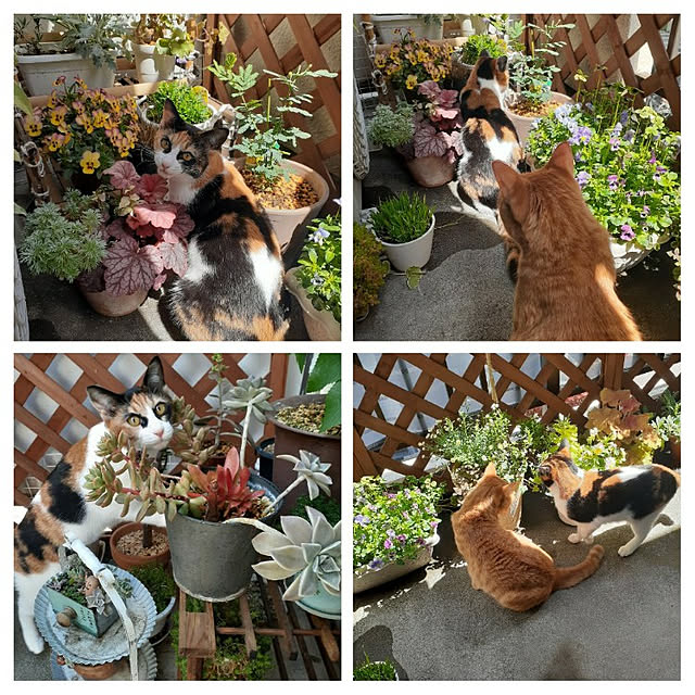 chisaviさんの実例写真