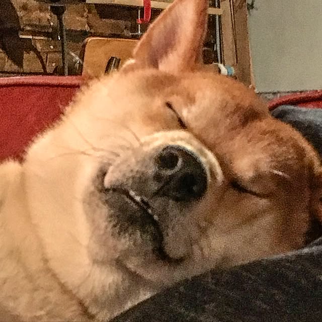 diez_taraさんの実例写真