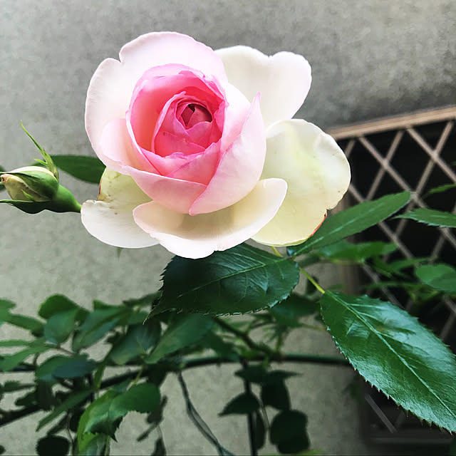 chiyさんの実例写真
