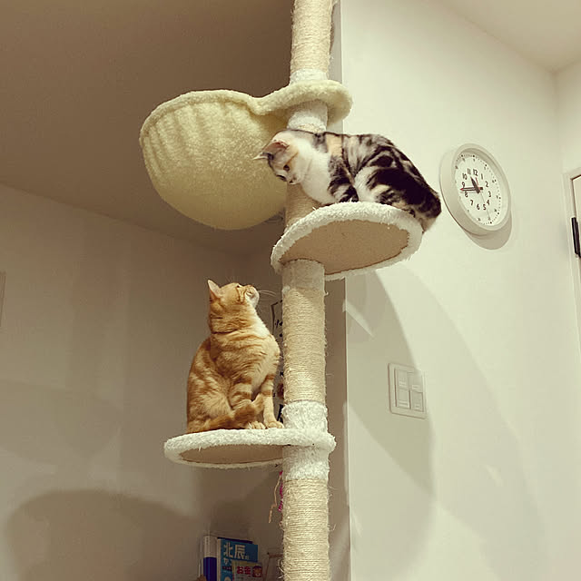mikkumikuさんの実例写真