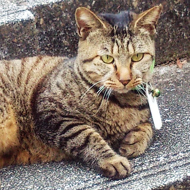 showさんの実例写真