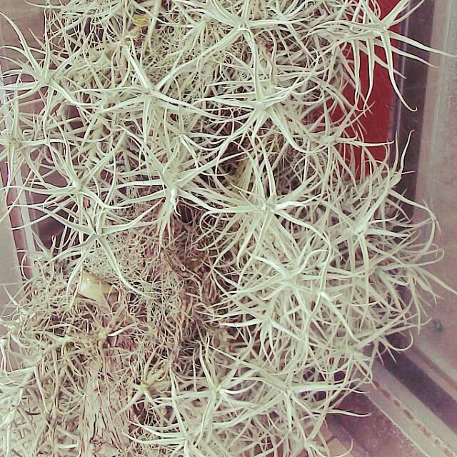 Plantexhibitionhallさんの実例写真