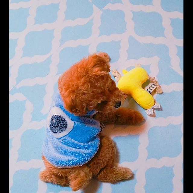 cherrycherryさんの実例写真