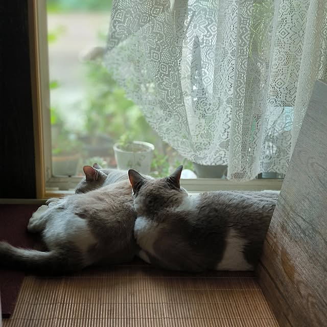koyutan-mjmさんの部屋