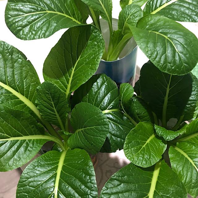teapotさんの実例写真