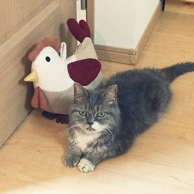 romimaさんの実例写真
