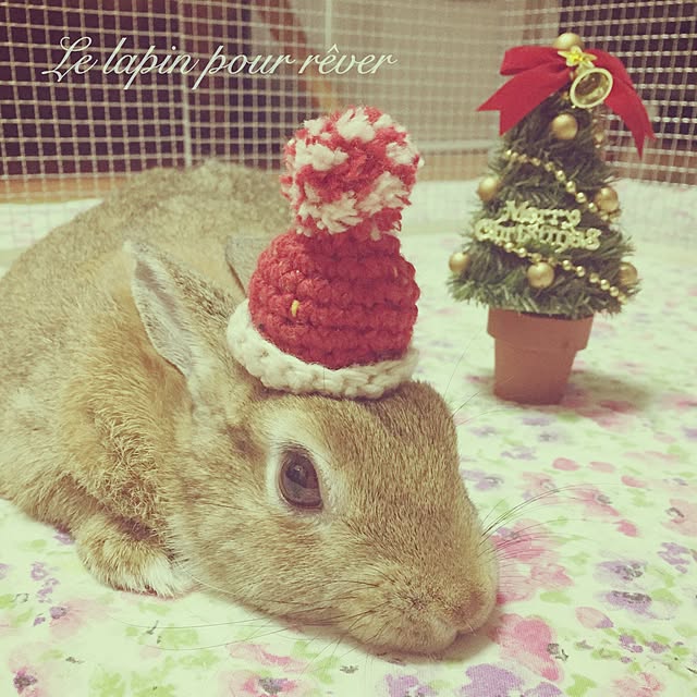 mashiさんの実例写真