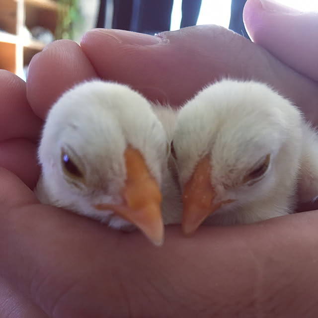 rby88さんの実例写真