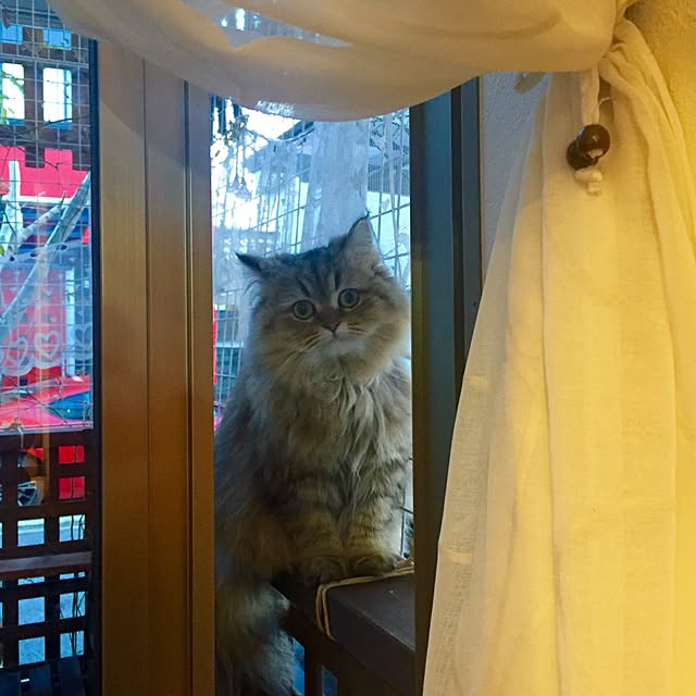 butachanさんの実例写真