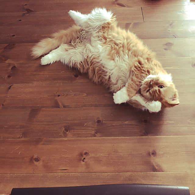 piyolandさんの実例写真
