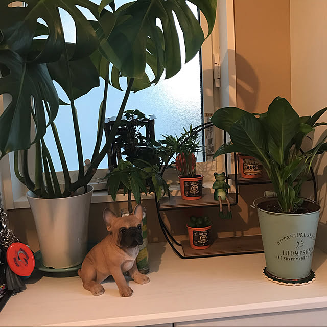 実例写真