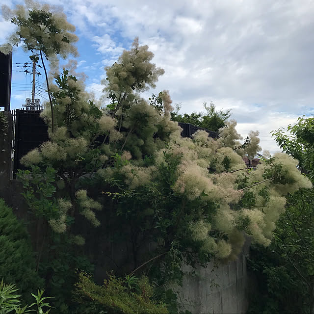 hayasanさんの実例写真