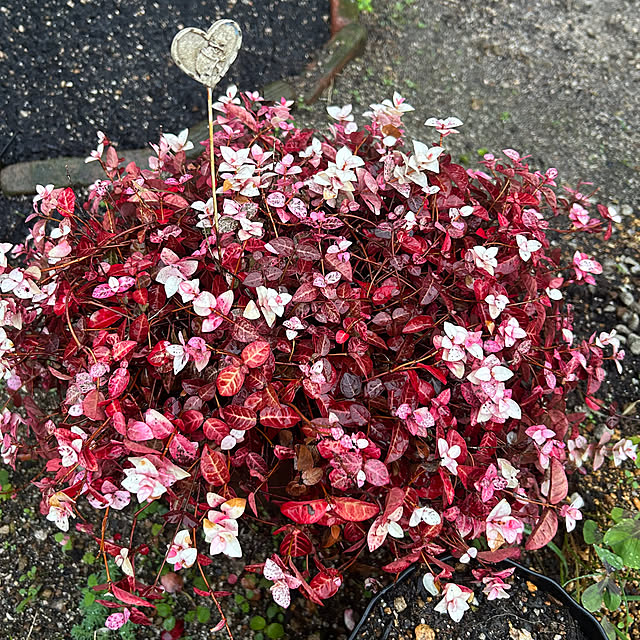 ritsukoさんの実例写真