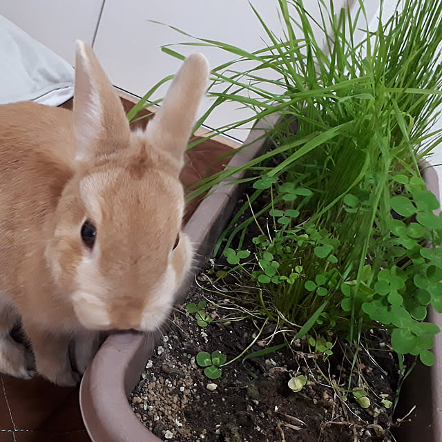 aiさんの実例写真