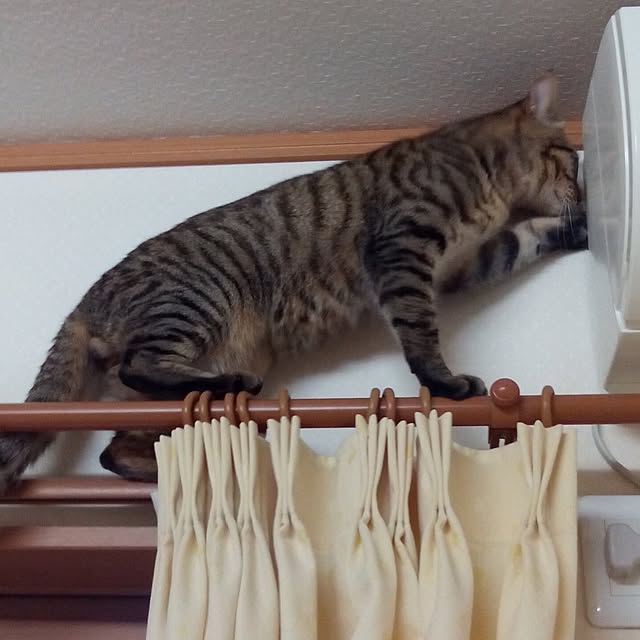 baronkotarouさんの実例写真