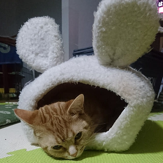 shinobuさんの実例写真