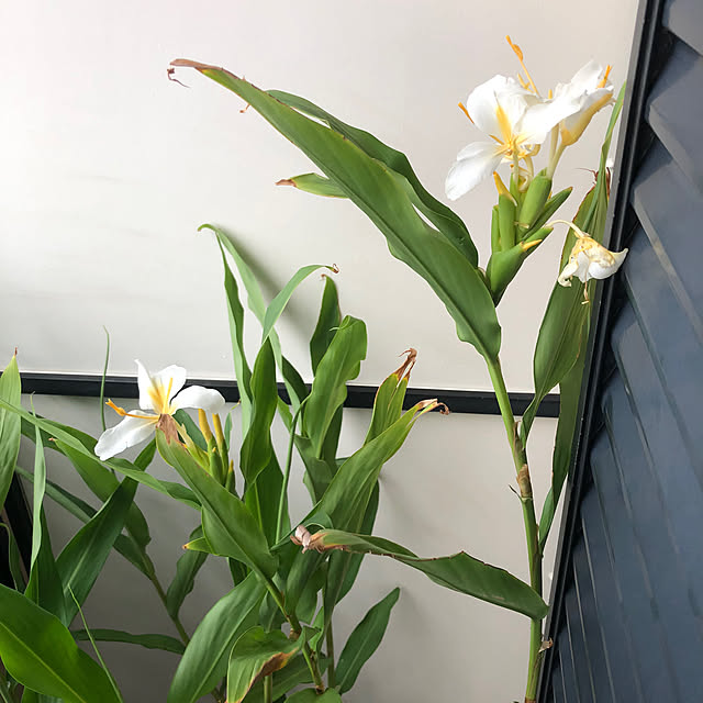 Malamaさんの部屋