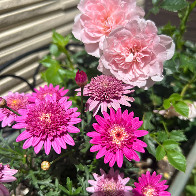R.5.mamaさんの実例写真