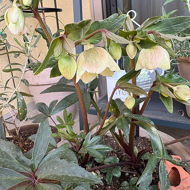 voltaさんの実例写真