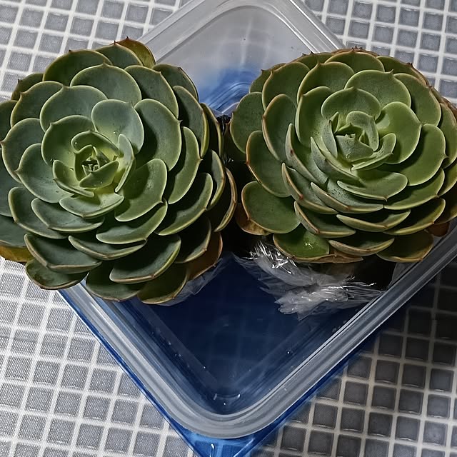 maaamiさんの実例写真