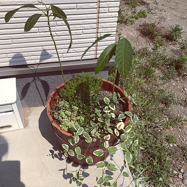 sayさんの実例写真