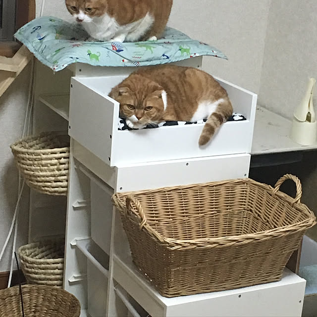 pikkariさんの実例写真