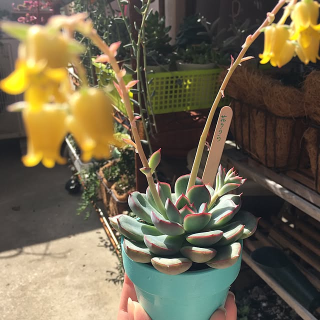 CHIROさんの実例写真