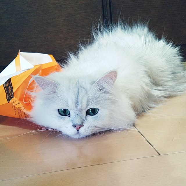 6catsさんの実例写真